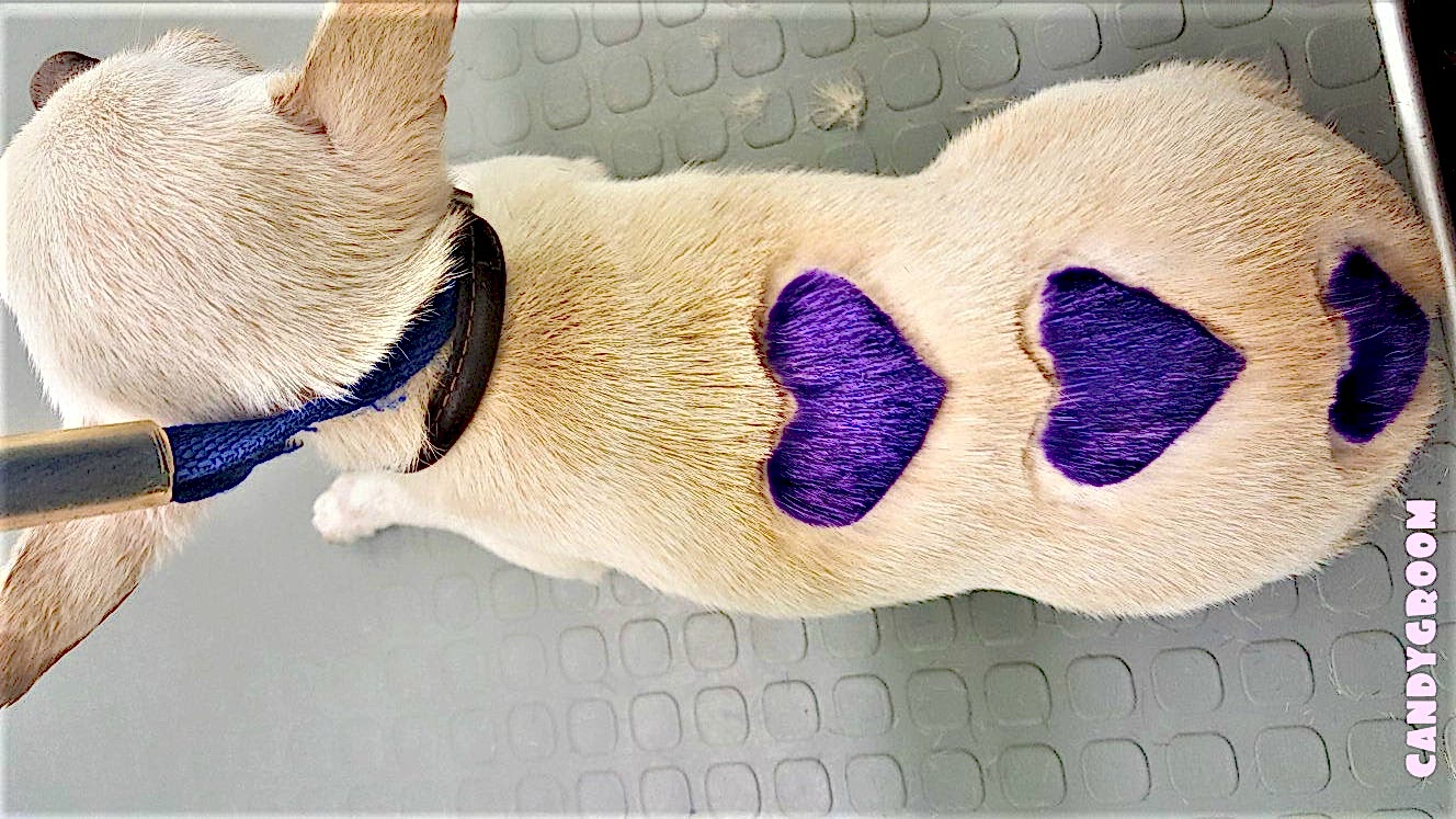 Акции на груминг