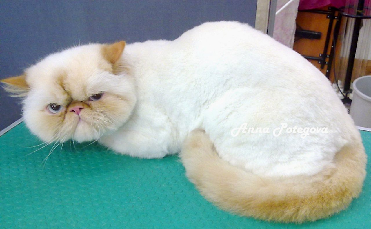 Цена на груминг кошек